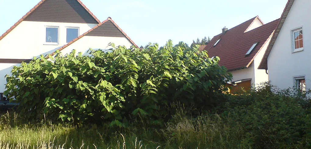 Imgi 25 Japanes Knotweed